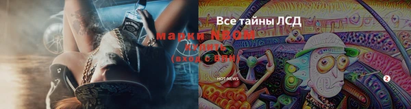 прущие грибы Абинск